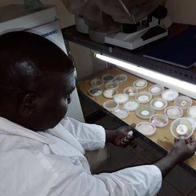 Analyzing Disease Samples In Laboratory
