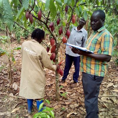 Diagonizing Cocoa Production Constraints Ksawo Mukono District